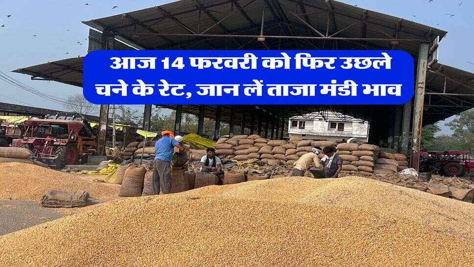 Chana Mandi Rate : आज 14 फरवरी को फिर उछले चने के रेट, जान लें ताजा मंडी भाव
