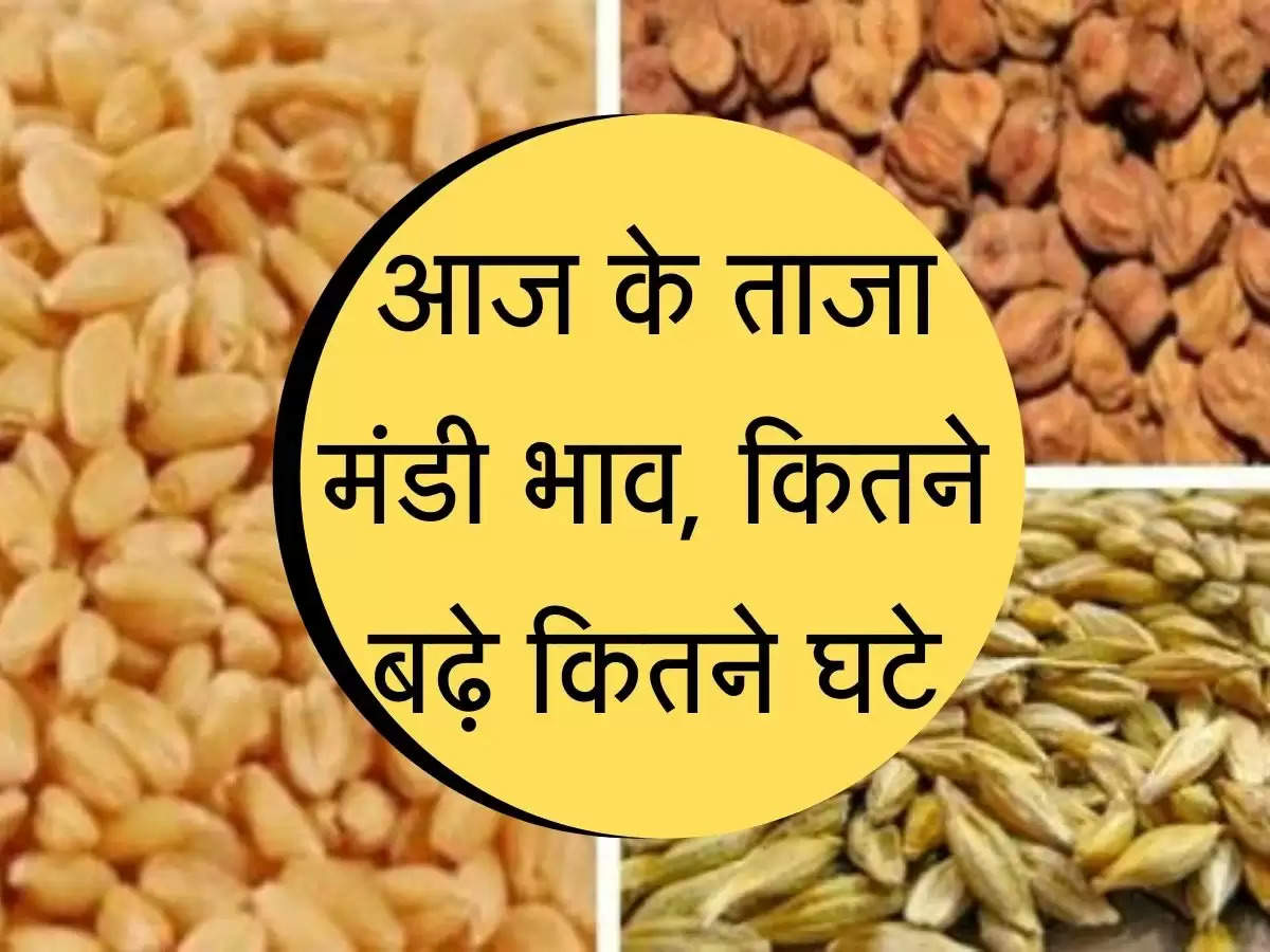 सरसों, नरमा, ग्वार, चना, गेहूं के ताजा मंडी भाव, जानिए आज कितने बढ़े कितने घटे