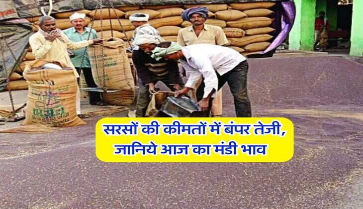 Sarso ka Bhav : सरसों की कीमतों में बंपर तेजी, जानिये आज का मंडी भाव&nbsp;