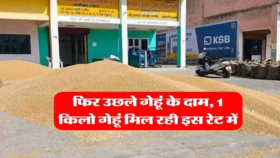 Wheat Rate Hike : फिर उछले गेहूं के दाम, 1 किलो गेहूं मिल रही इस रेट में