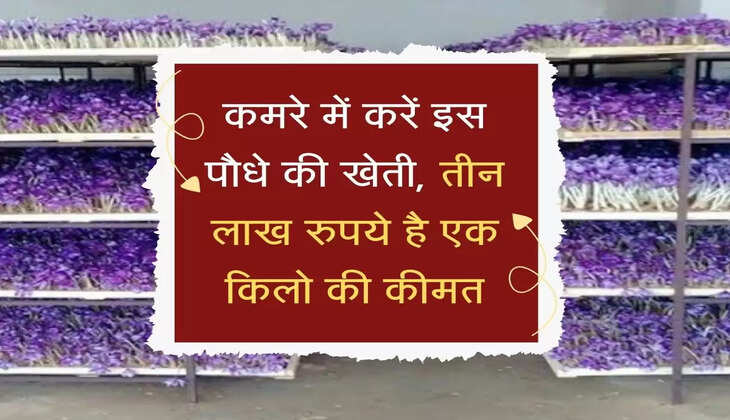 Saffron Farming:&nbsp;कमरे में करें इस पौधे की खेती, तीन लाख रुपये है एक किलो की कीमत&nbsp;