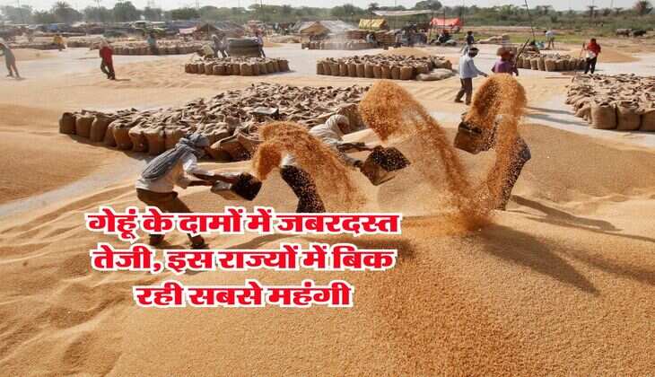 Wheat Rate Hike : गेहूं के दामों में जबरदस्त तेजी, इस राज्यों में बिक रही सबसे महंगी