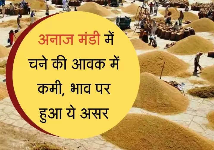 Hisar Anaj Mandi हिसार अनाज मंडी में चने की आवक में कमी, भाव पर हुआ ये असर