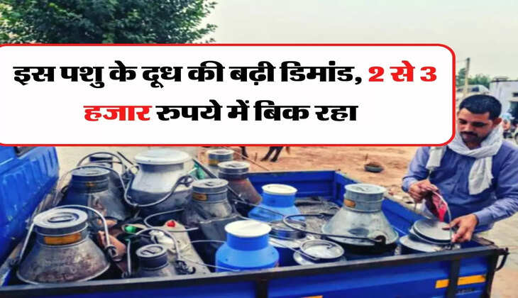 Milk Production: इस पशु के दूध की बढ़ी डिमांड, 2 से 3 हजार रुपये में बिक रहा&nbsp;