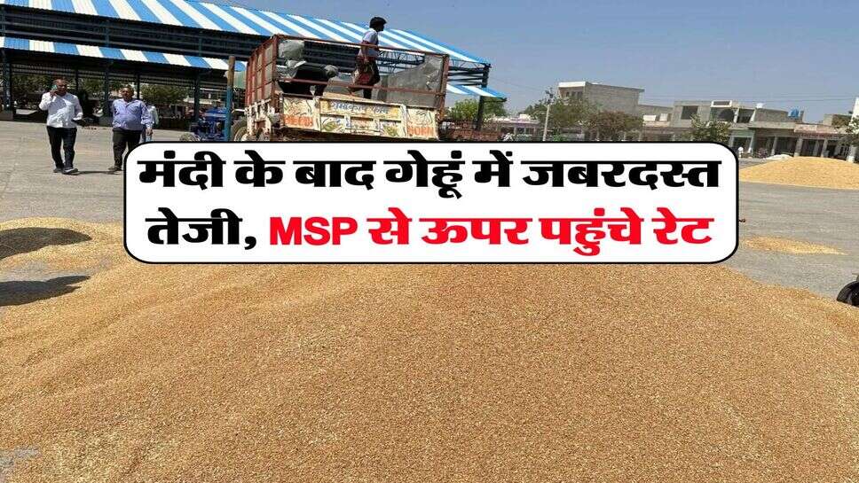 Gehu Ka Rate : मंदी के बाद गेहूं में जबरदस्त तेजी, MSP से ऊपर पहुंचे रेट