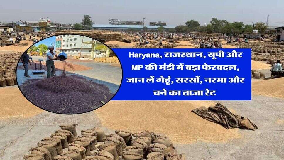 Haryana, राजस्थान, यूपी और MP की मंडी में बड़ा फेरबदल, जान लें गेहूं, सरसों, नरमा और चने का ताजा रेट&nbsp;