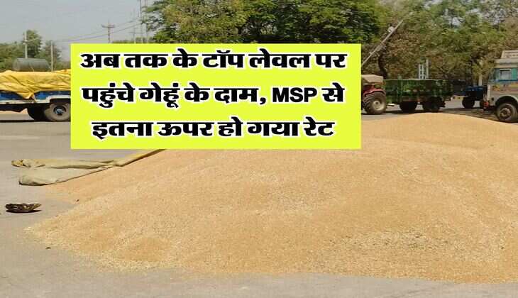 Wheat Rate Hike : अब तक के टॉप लेवल पर पहुंचे गेहूं के दाम, MSP से इतना ऊपर हो गया रेट