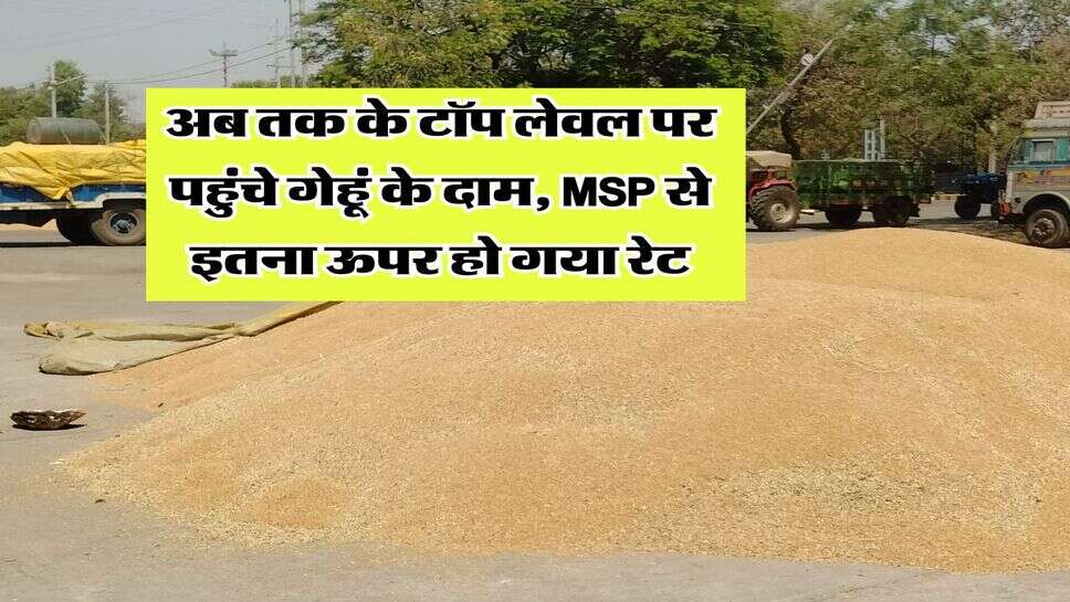 Wheat Rate Hike : अब तक के टॉप लेवल पर पहुंचे गेहूं के दाम, MSP से इतना ऊपर हो गया रेट
