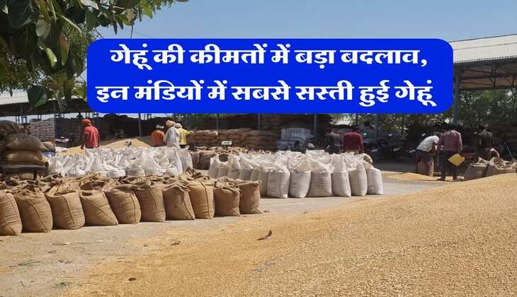 Wheat Price : गेहूं की कीमतों में बड़ा बदलाव, इन मंडियों में सबसे सस्ती हुई गेहूं&nbsp;