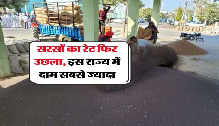 Sarso Mandi bhav : सरसों का रेट फिर उछला, इस राज्य में दाम सबसे ज्यादा