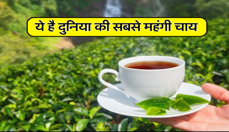  ये है दुनिया की सबसे महंगी चाय
