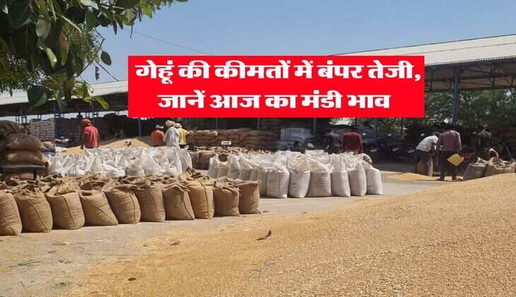 Wheat Rate Hike : गेहूं की कीमतों में बंपर तेजी, जानें आज का मंडी भाव&nbsp;
