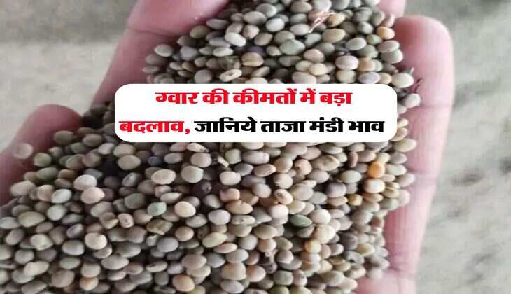 Guar Mandi Bhav : ग्वार की कीमतों में बड़ा बदलाव, जानिये ताजा मंडी भाव