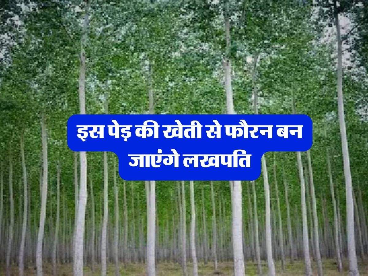 Business Idea : इस पेड़ की खेती से फौरन बन जाएंगे लखपति, विदेशों में भी हैं खूब डिमांड 