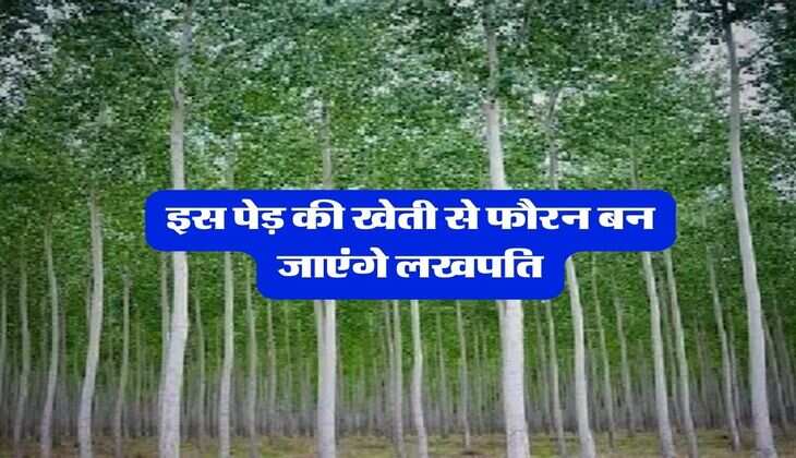 Business Idea : इस पेड़ की खेती से फौरन बन जाएंगे लखपति, विदेशों में भी हैं खूब डिमांड 