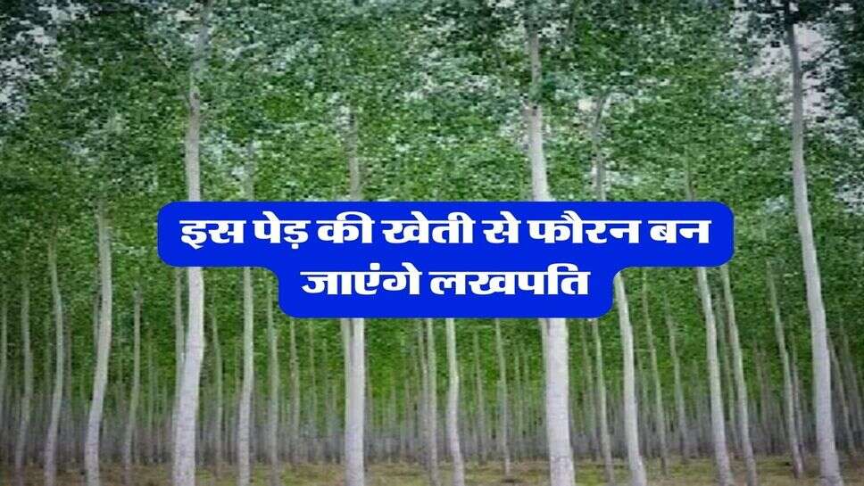 Business Idea : इस पेड़ की खेती से फौरन बन जाएंगे लखपति, विदेशों में भी हैं खूब डिमांड&nbsp;