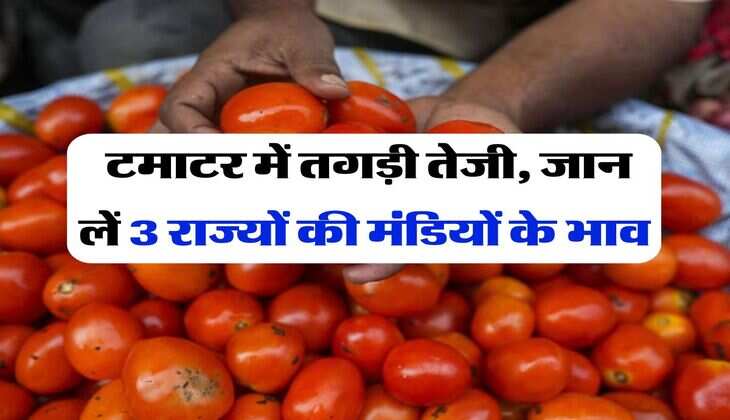 Mandi Bhav : टमाटर में तगड़ी तेजी, जान लें 3 राज्यों की मंडियों के भाव