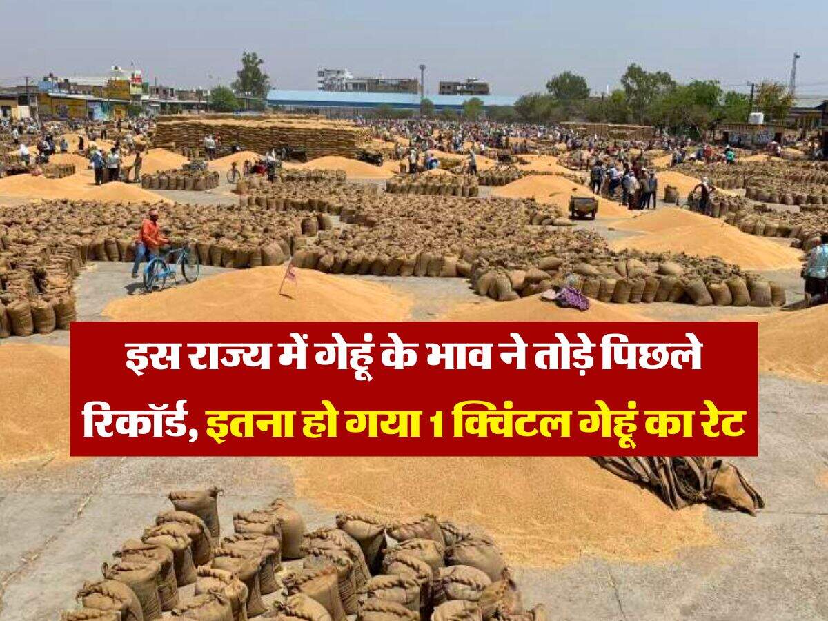 Wheat Rate Hike : इस राज्य में गेहूं के भाव ने तोड़े पिछले रिकॉर्ड, इतना हो गया 1 क्विंटल गेहूं का रेट