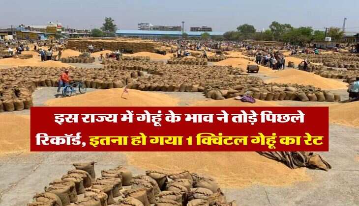 Wheat Rate Hike : इस राज्य में गेहूं के भाव ने तोड़े पिछले रिकॉर्ड, इतना हो गया 1 क्विंटल गेहूं का रेट