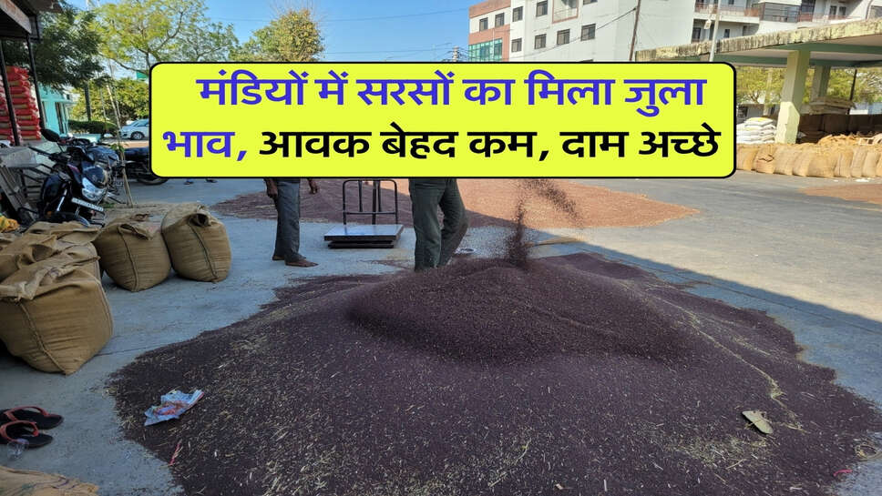 Sarso Bhav 22 october : मंडियों में सरसों का मिला जुला भाव, आवक बेहद कम, दाम अच्छे