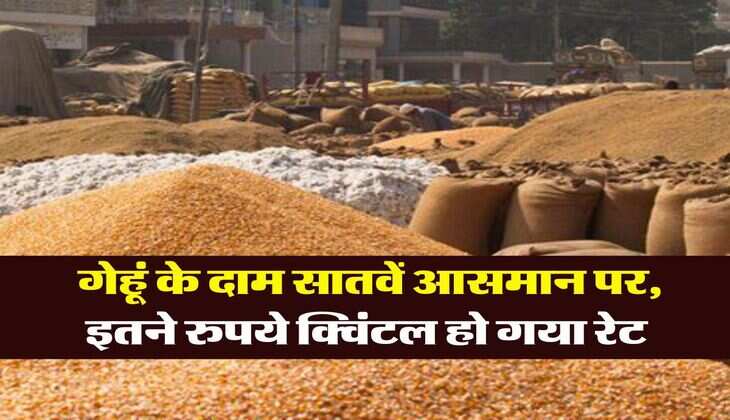 Gehu Ka Bhav : गेहूं के दाम सातवें आसमान पर, इतने रुपये क्विंटल हो गया रेट