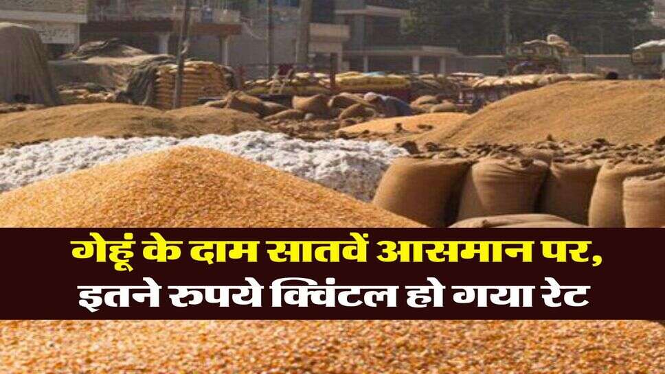 Gehu Ka Bhav&nbsp;: गेहूं के दाम सातवें आसमान पर, इतने रुपये क्विंटल हो गया रेट
