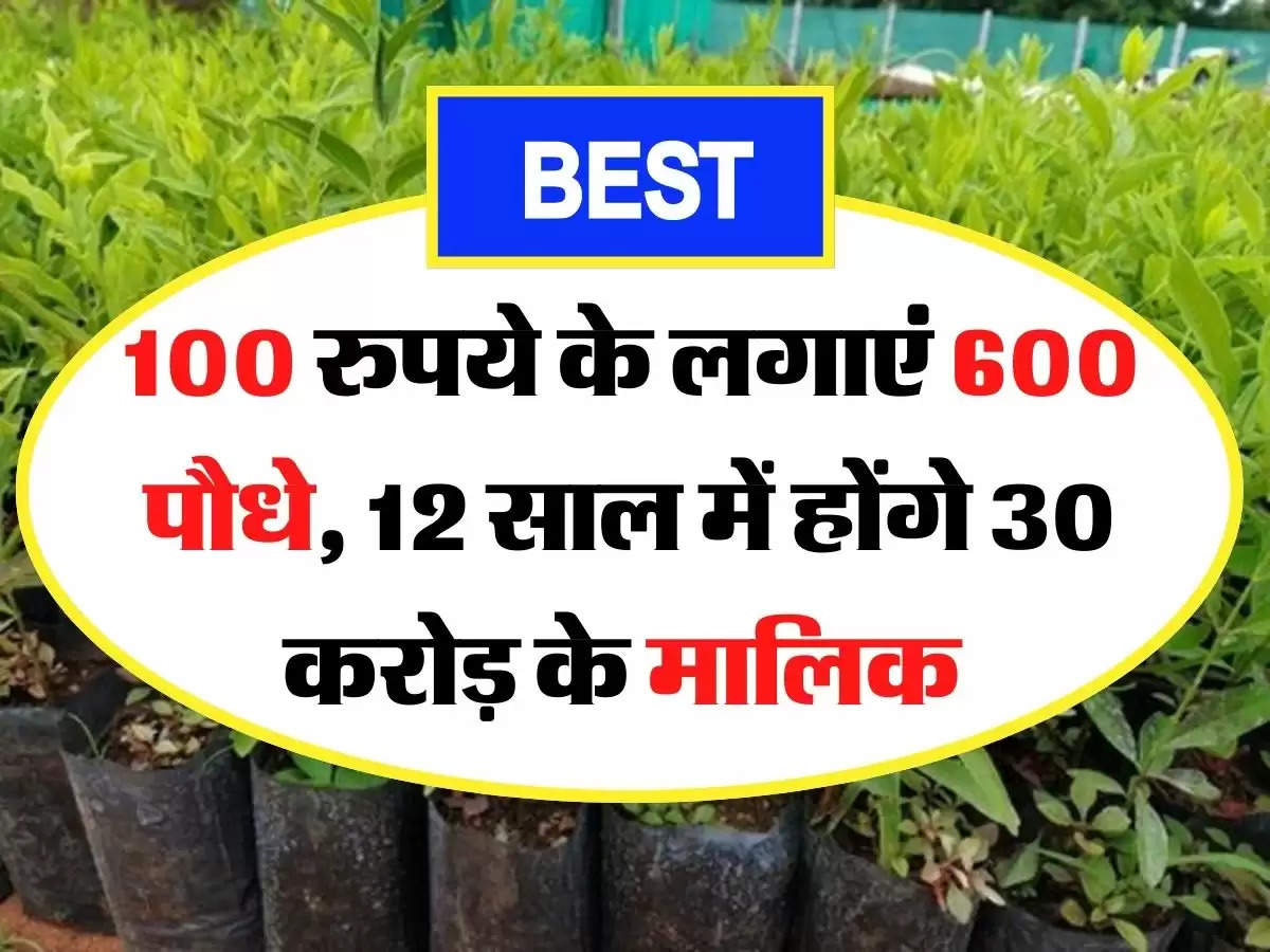 Bussiness Idea - 100 रुपये के लगाएं 600 पौधे, 12 साल में होंगे 30 करोड़ के मालिक 