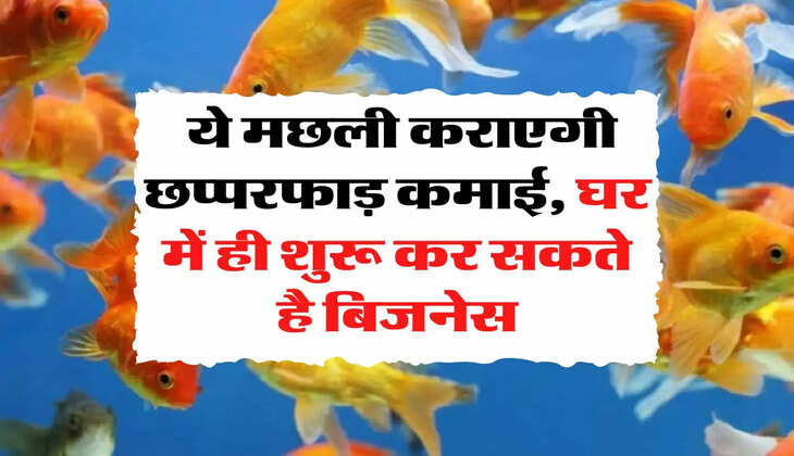 Business Idea: ये मछली कराएगी छप्परफाड़ कमाई, घर में ही शुरू कर सकते है बिजनेस