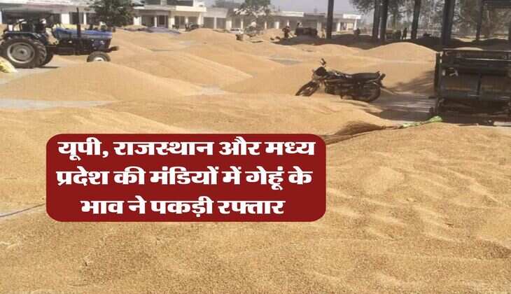 gehu ka bhav : यूपी, राजस्थान और मध्य प्रदेश की मंडियों में गेहूं के भाव ने पकड़ी रफ्तार 