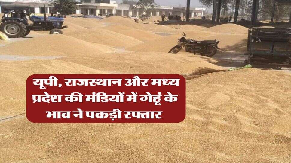 gehu ka bhav : यूपी, राजस्थान और मध्य प्रदेश की मंडियों में गेहूं के भाव ने पकड़ी रफ्तार&nbsp;