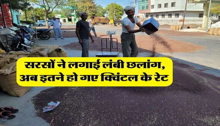 Sarso Rate Today : सरसों ने लगाई लंबी छलांग, अब इतने हो गए क्विंटल के रेट