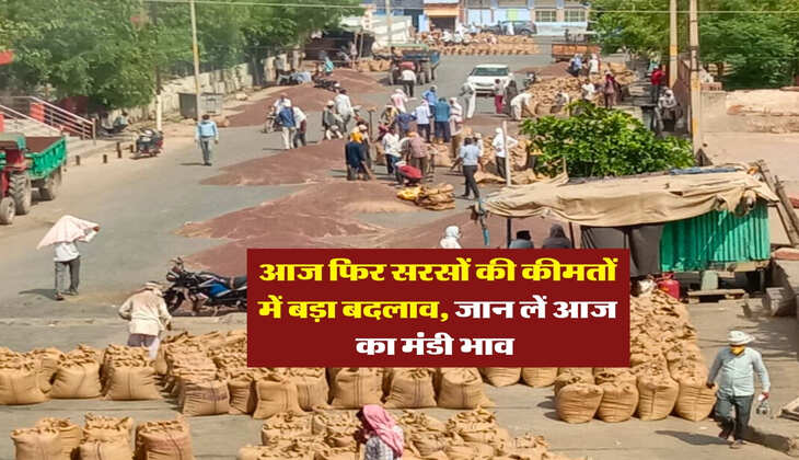 sarso bhav : आज फिर सरसों की कीमतों में बड़ा बदलाव, जान लें आज का मंडी भाव 