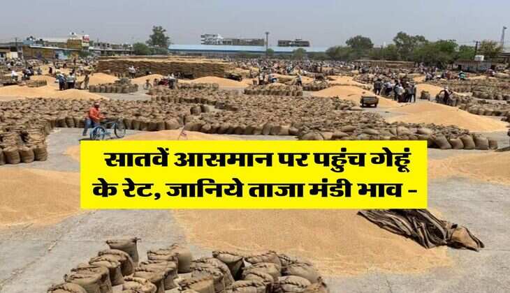 Wheat Rate Hike : सातवें आसमान पर पहुंच गेहूं के रेट, जानिये ताजा मंडी भाव -