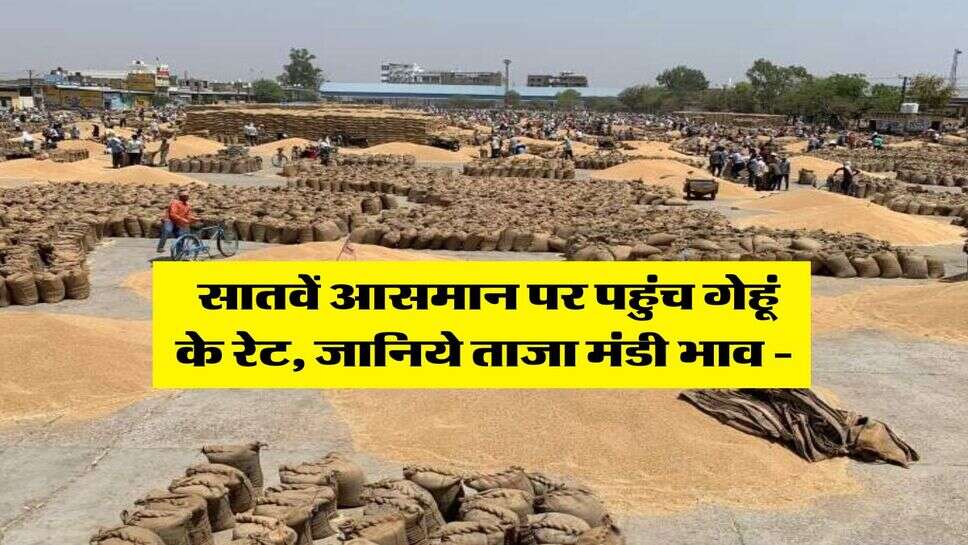 Wheat Rate Hike : सातवें आसमान पर पहुंच गेहूं के रेट, जानिये ताजा मंडी भाव -