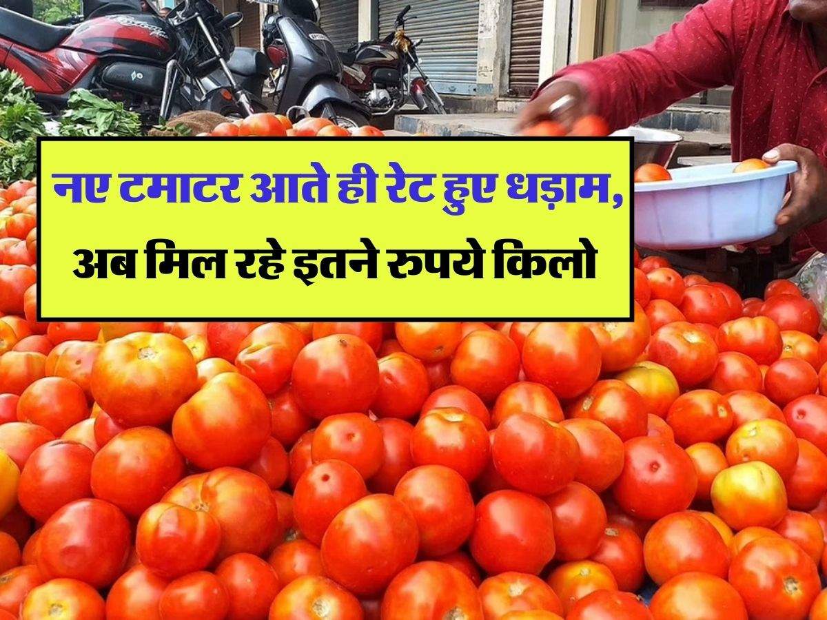 Tomato Price Update : नए टमाटर आते ही रेट हुए धड़ाम, अब मिल रहे इतने रुपये किलो