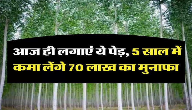 Business Idea: आज ही लगाएं ये पेड़, 5 साल में कमा लेंगे 70 लाख का मुनाफा