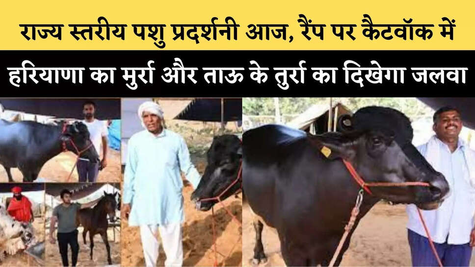 राज्य स्तरीय पशु प्रदर्शनी आज,&nbsp;रैंप पर कैटवॉक में हरियाणा का मुर्रा और ताऊ के तुर्रा का दिखेगा जलवा