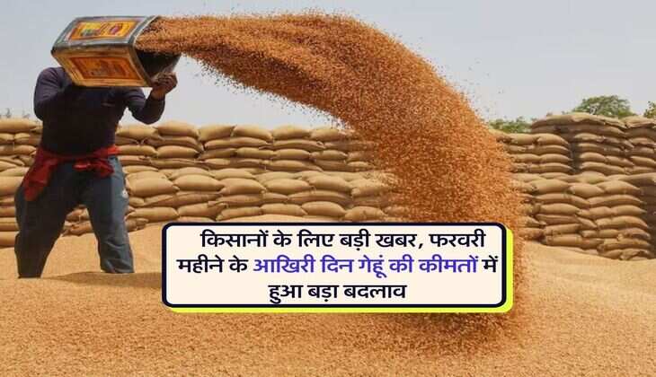 Wheat Price : किसानों के लिए बड़ी खबर, फरवरी महीने के आखिरी दिन गेहूं की कीमतों में हुआ बड़ा बदलाव