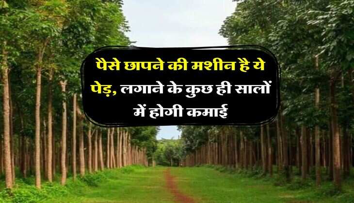 Business  : पैसे छापने की मशीन है ये पेड़, लगाने के कुछ ही सालों में होगी कमाई, बना देगा लखपति