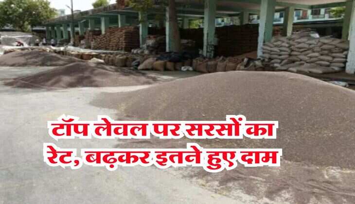 sarso bhav today : टॉप लेवल पर सरसों का रेट, बढ़कर इतने हुए दाम