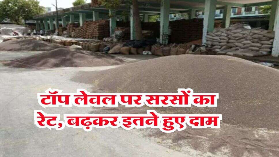 sarso bhav today : टॉप लेवल पर सरसों का रेट, बढ़कर इतने हुए दाम