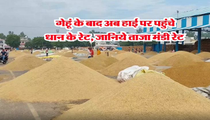 Mandi Bhav : गेहूं के बाद अब हाई पर पहुंचे धान के रेट, जानिये ताजा मंडी रेट