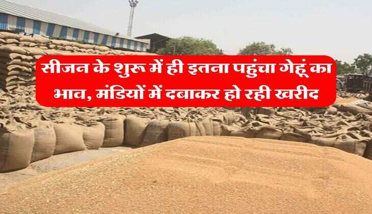 wheat price : सीजन के शुरू में ही इतना पहुंचा गेहूं का भाव, मंडियों में दबाकर हो रही खरीद