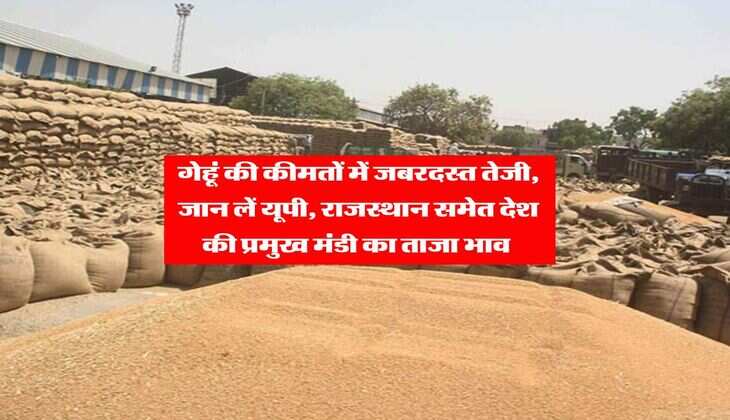 Wheat Rate : गेहूं की कीमतों में जबरदस्त तेजी, जान लें यूपी, राजस्थान समेत देश की प्रमुख मंडी का ताजा भाव&nbsp;