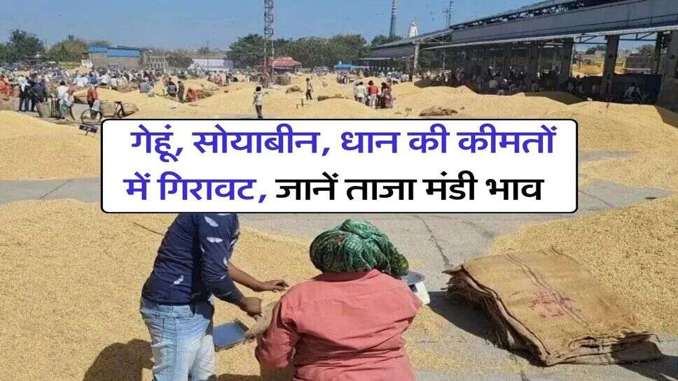 Mandi Bhav : गेहूं, सोयाबीन, धान की कीमतों में गिरावट, जानें ताजा मंडी भाव