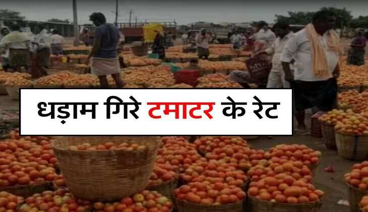 Tomato Price Today : सातवें आसमान से धड़ाम गिरे टमाटर के रेट, अब मिल रहा इतने रुपये किलो