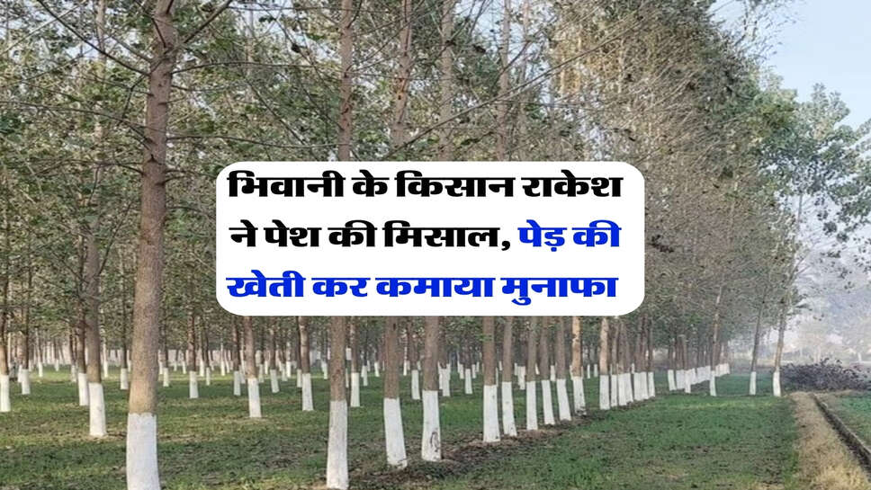 भिवानी के किसान राकेश ने पेश की मिसाल, पेड़ की खेती कर कमाया मुनाफा&nbsp;