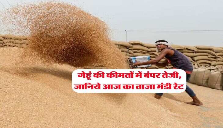 Wheat Rate Today : गेहूं की कीमतों में बंपर तेजी, जानिये आज का ताजा मंडी रेट&nbsp;
