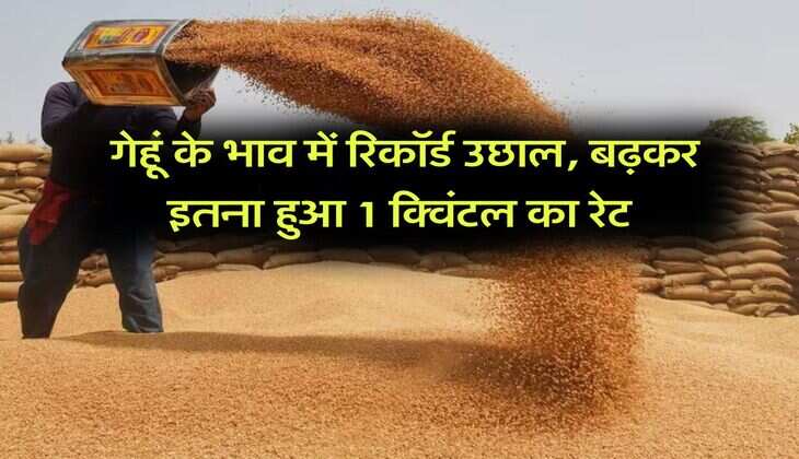 Wheat Rate Hike : गेहूं के भाव में रिकॉर्ड उछाल, बढ़कर इतना हुआ 1 क्विंटल का रेट