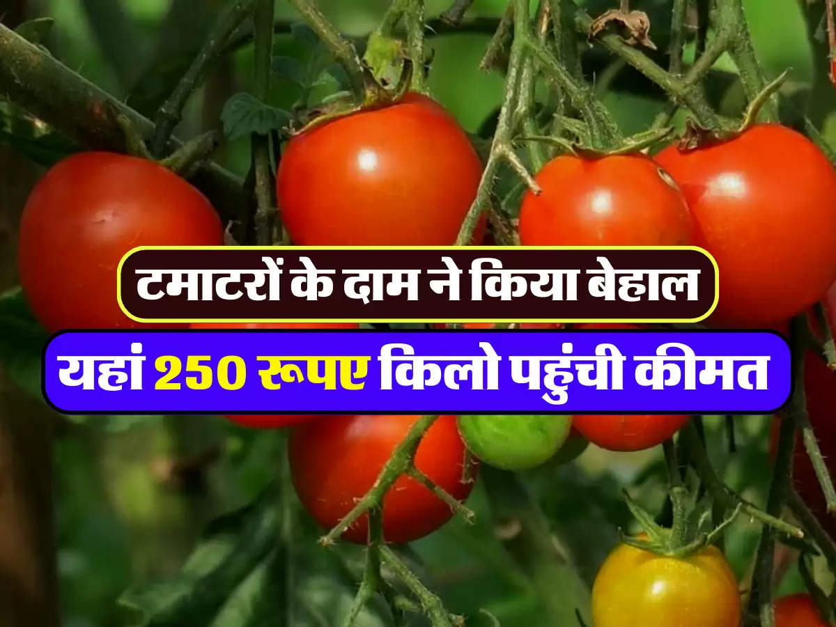 यहां 250 रूपए किलो पहुंची कीमत 